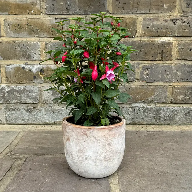 Fuchsia 'Bella Nikita' (Pot Size 1L) - image 4