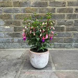 Fuchsia 'Bella Sarah' (Pot Size 1L) Hardy Fuchsia - image 3