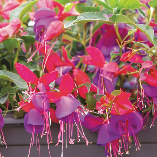 Fuchsia 'Bella Sarah' (Pot Size 1L) Hardy Fuchsia - image 1