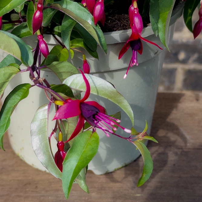 Fuchsia 'Dying Embers' (Pot Size 3L) Dying Embers Fuchsia - image 1