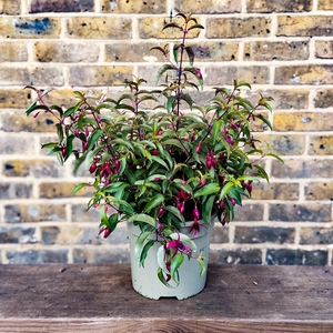 Fuchsia 'Dying Embers' (Pot Size 3L) Dying Embers Fuchsia - image 2