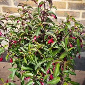 Fuchsia 'Dying Embers' (Pot Size 3L) Dying Embers Fuchsia - image 3