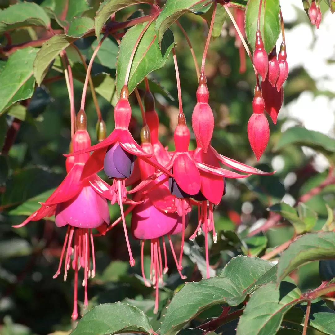 Fuchsia 'Genii' (Pot Size 3L) - Hardy Fuchsia - The Boma Garden Centre