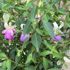 Fuchsia Hardy 'Delta Sarah' (Pot Size 3L) Hardy Fuchsia - image 1