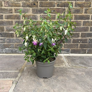 Fuchsia Hardy 'Delta Sarah' (Pot Size 3L) Hardy Fuchsia - image 2