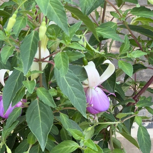 Fuchsia Hardy 'Delta Sarah' (Pot Size 3L) Hardy Fuchsia - image 3