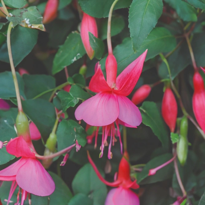 Fuchsia 'Hardy Display' (Pot Size 3L) Hardy Fuchsia - image 1