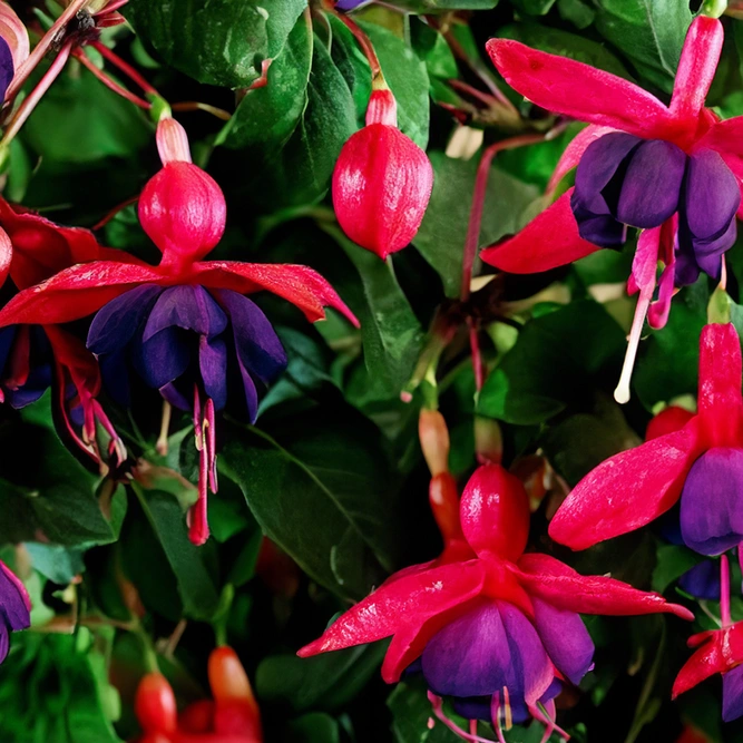 Fuchsia 'Hardy Dollar Princess' (Pot Size 3L) Hardy Fuchsia - image 1