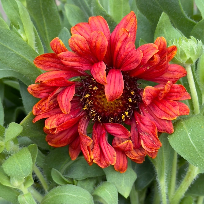 Gaillardia 'Guapa Red' (Pot Size 3L) - image 1