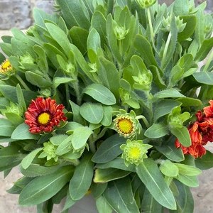 Gaillardia 'Guapa Red' (Pot Size 3L) - image 2