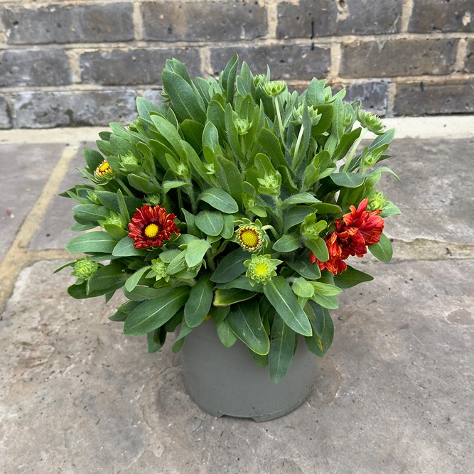 Gaillardia 'Guapa Red' (Pot Size 3L) - image 3