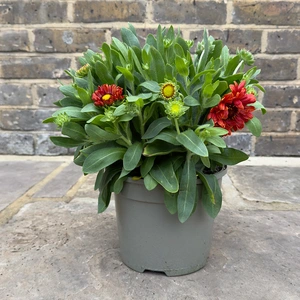 Gaillardia 'Guapa Red' (Pot Size 3L) - image 4