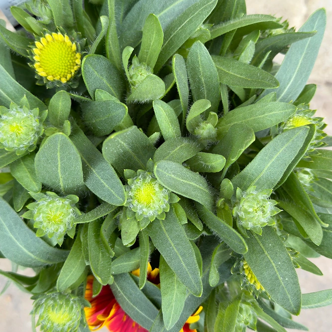 Gaillardia 'Guapa Tango Bicolour' (Pot Size 3L) - image 3