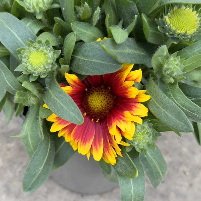 Gaillardia 'Guapa Tango Bicolour' (Pot Size 3L) - image 1