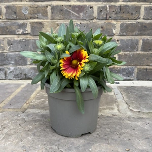 Gaillardia 'Guapa Tango Bicolour' (Pot Size 3L) - image 2