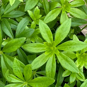 Galium odoratum (Pot Size 1L) Woodruff - image 1