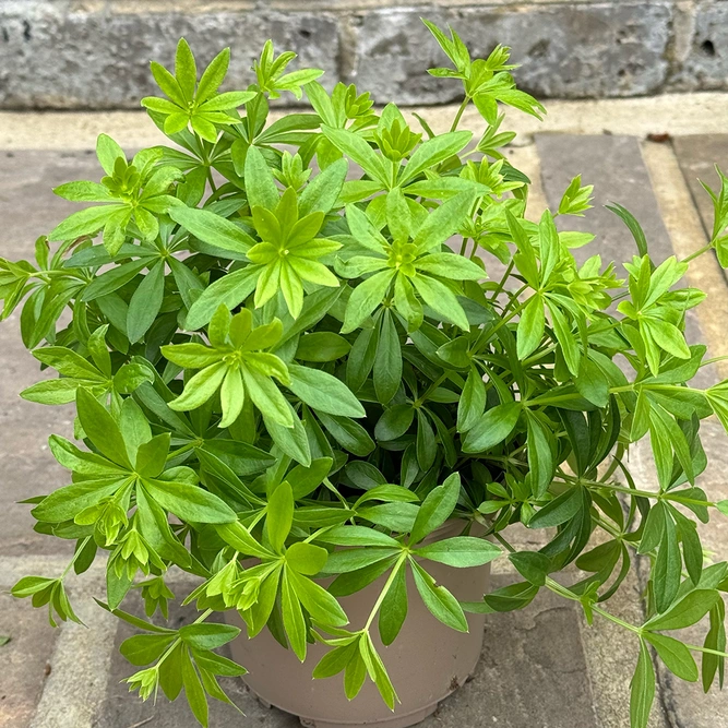 Galium odoratum (Pot Size 1L) Woodruff - image 2