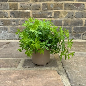 Galium odoratum (Pot Size 1L) Woodruff - image 3