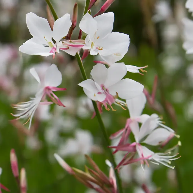 White Gaura - Gaura lindheimeri 'Gaudi White'