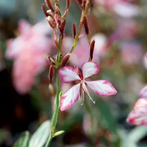 White Gaura - Gaura lindheimeri 'Gaudi White'