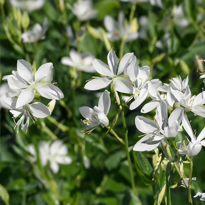 Gaura lindheimeri ‘Papillon’ (Pot Size 3L)  Butterfly Gaura - image 1