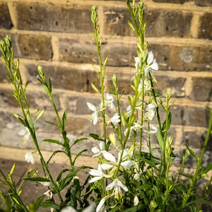 Gaura lindheimeri ‘Papillon’ (Pot Size 3L)  Butterfly Gaura - image 3