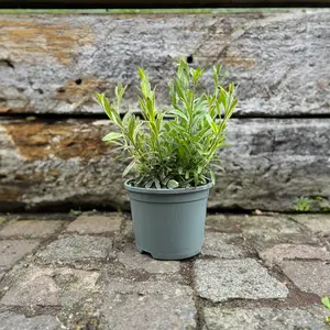 Gaura lindheimeri ‘Pink’ (Pot Size 2L) Lindheimer’s Beeblossom - image 2