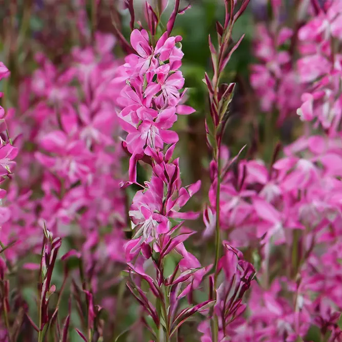 Gaura lindheimeri ‘Pink’ (Pot Size 2L) Lindheimer’s Beeblossom - image 1