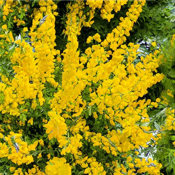 Genista Maderensis (Pot Size 5L)