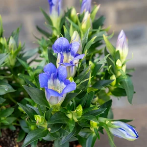 Gentiana Diamond Blue Heart (Pot Size 12cm) - image 2