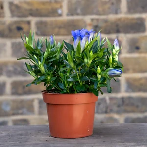 Gentiana Diamond Blue Heart (Pot Size 12cm) - image 3