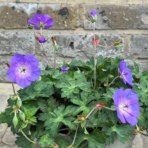 Geranium 'Azure Rush' (Pot Size 3L) Cranesbill Geranium - image 1