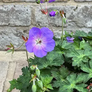 Geranium 'Azure Rush' (Pot Size 3L) Cranesbill Geranium - image 2