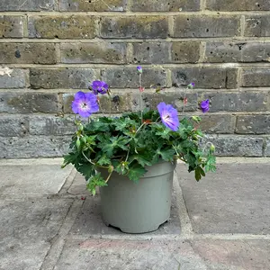 Geranium 'Azure Rush' (Pot Size 3L) Cranesbill Geranium - image 3