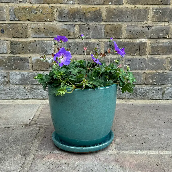 Geranium 'Azure Rush' (Pot Size 3L) Cranesbill Geranium - image 4