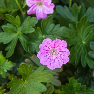 Geranium 'Blushing Turtle' (3L) Cranesbill - image 2