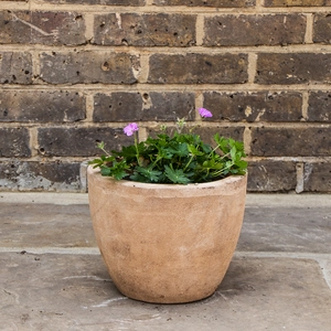 Geranium 'Blushing Turtle' (3L) Cranesbill - image 3