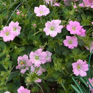 Geranium 'Dreamland' (Pot Size 2L) Bremdream - image 3