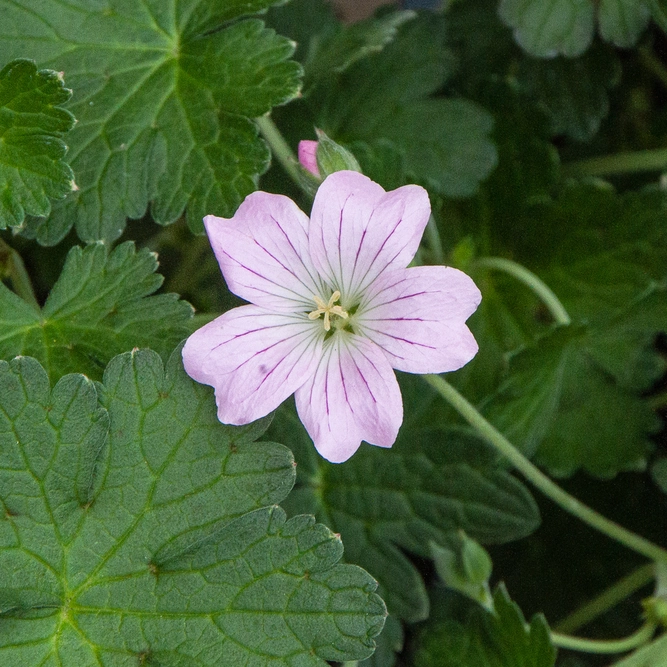 Geranium 'Dreamland' (Pot Size 2L) Bremdream - image 1