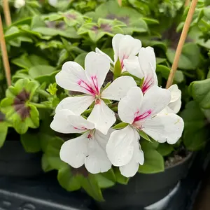 Geranium Ivy Trailing Single Flower White (Pot Size 10.5cm) - image 1