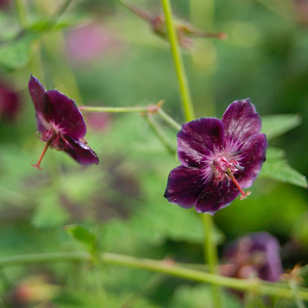 Geranium Phaeum 'Samobor' (Pot Size 3ltr) Dusky Cranesbill - The Boma ...