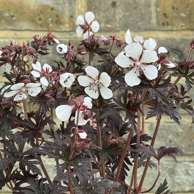 Geranium 'Purple Ghost' (Pot Size 3L) Cranesbill Geranium - image 1