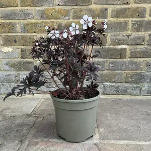 Geranium 'Purple Ghost' (Pot Size 3L) Cranesbill Geranium - image 2