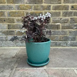 Geranium 'Purple Ghost' (Pot Size 3L) Cranesbill Geranium - image 3