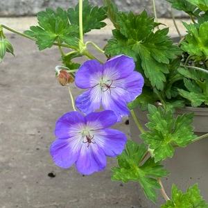 Perrenial Cranesbill - Geranium Rozanne 'Gerwat'