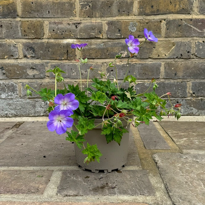 Perrenial Cranesbill - Geranium Rozanne 'Gerwat'