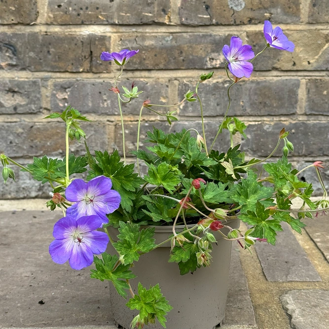 Perrenial Cranesbill - Geranium Rozanne 'Gerwat'