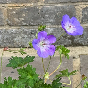 Geranium ‘Rozanne’ (Pot Size 2L) Hardy Geranium - image 5