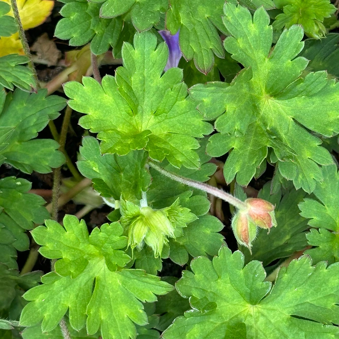 Geranium ‘Rozanne’ (Pot Size 2L) Hardy Geranium - image 6