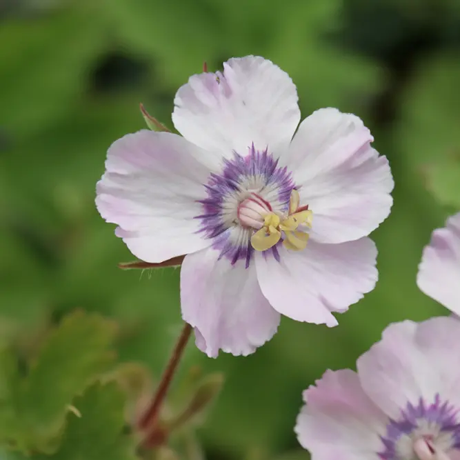 Geranium 'Wendy's Blush' (Pot Size 3L)  Cranesbill Geranium